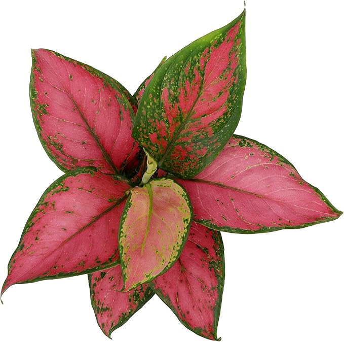 Live Aglaonema Chinese Evergreen Plant 'Beauty', Indoor Houseplant for Home or Office, Air Purifying Real Indoor Plants for Beginners, Variegated Tropical Houseplants, Easy to Grow