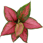 Live Aglaonema Chinese Evergreen Plant 'Beauty', Indoor Houseplant for Home or Office, Air Purifying Real Indoor Plants for Beginners, Variegated Tropical Houseplants, Easy to Grow