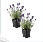 Live Lavender 2-Pack – Purple – Fragrant Sun Perennial Herb, Pollinator Friendly, 10” Tall, 1 Qt Pot