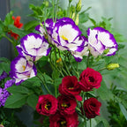 Mixed Lisianthus Seeds for Planting, 300pcs Perennial Lisianthus Flower Seeds, Non-GMO Eustoma Cut Flowers Beauty Home Garden Ornamental Plants for Outdoors Indoors