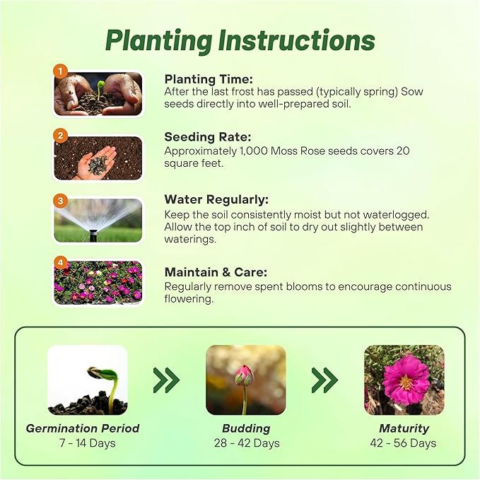Outsidepride Pink Mixed Moss Rose Seeds - 500 Pcs Annual, Drought & Heat Tolerant, Pollinator Friendly Ground Cover Seeds for Planting w/Vibrant Blooms & Succulent Foliage, Ideal for Xeriscaping