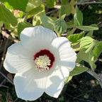 Chalily White Water Hibiscus, a Great Live Pond Plant for Your Water Garden. Filters The koi and Goldfish Pond. Good for Bogs, Plant Shelf or Shallow Water This marginal Aquatic is a Real Beauty