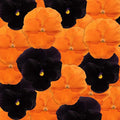 Outsidepride Panola Halloween Mix Viola Pansy Seeds for Planting - 50 Pcs. Biennial, Cold-Hardy & Pollinator Friendly Flowers with Fragrant Blooms for Garden Beds, Borders & Container Displays