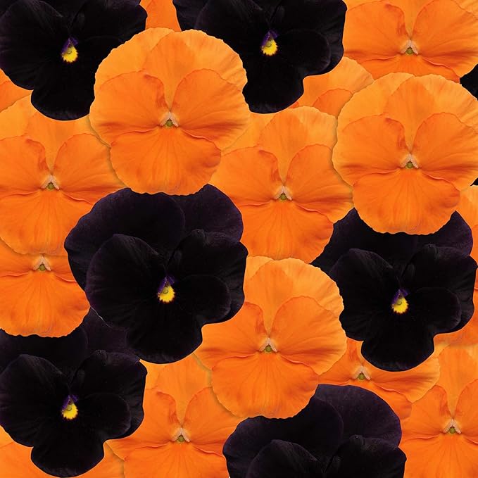 Outsidepride Panola Halloween Mix Viola Pansy Seeds for Planting - 50 Pcs. Biennial, Cold-Hardy & Pollinator Friendly Flowers with Fragrant Blooms for Garden Beds, Borders & Container Displays