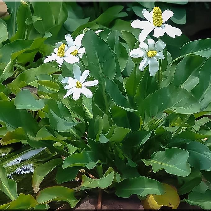 Chalily Yerba Mansa, a Great Live Pond Plant for Your Water Garden. Filters koi and Goldfish Ponds. Good for Bogs, Plant Shelf or Shallow Water This marginal Aquatic is a Real Beauty