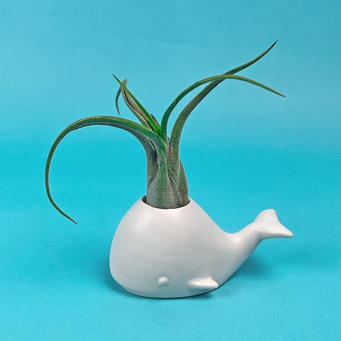 Fred Genuine Fancy Ceramic Mini Air Plant/Succulent Holder, Regular, Whale