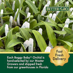 Better-Gro Cattleya Cariad's Mini Quinee 'Angel Kiss', 4" Live Plant, Blooms in 6-12 Months with Proper Care, White & Blue Petals with Blue Lip, Hand-Selected by Master Growers