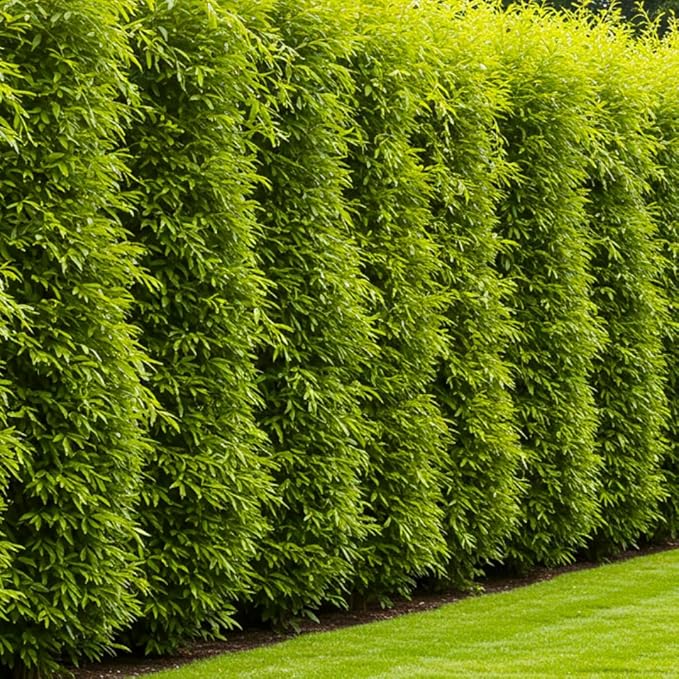 Hybrid Willow Tree Plants for Growing | Fast Privacy Hedge Row, Wind Block, Shade | Fast Growing - 12 Feet Per Year, Fast Growing Trees (One Hundred Trees)