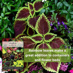Sow Right Seeds - Coleus Rainbow Mix Seeds for Planting - Beautiful Flowers to Plant in a Home Garden - Indoors or Outdoors - Non-GMO Heirloom Seeds - Attractive & Colorful - Great Gardening Gift (3)