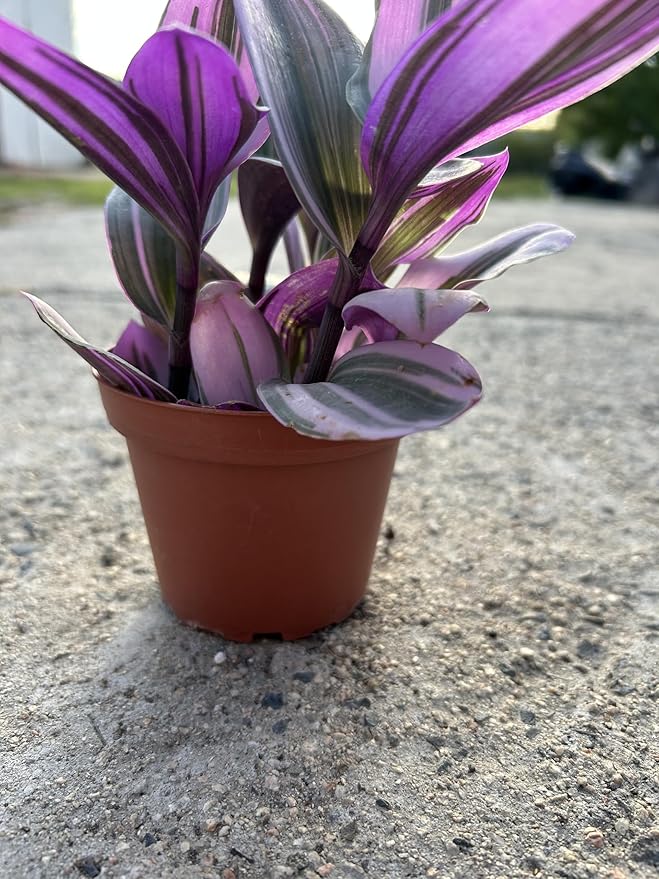 Live Tradescantia Nanouk Succulent Plant, Purple and Green Variegated Foliage, Fully Rooted in 4 Inch Pot with Soil, Indoor Home and Office Decor