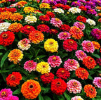 Rare Perennial 500 Pcs Mixed Red Yellow Pink Zinnia - California Giant Flower Seeds Bonsai Decoration-Non GMO Heirloom