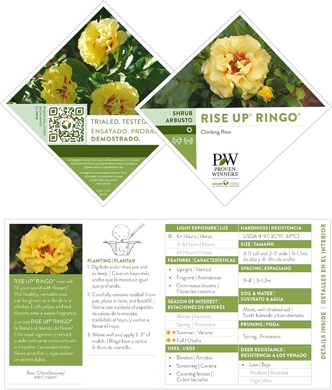 Proven Winners 2 Gal. Rise Up Ringo Climbing Rose Shrub