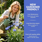 Groundio 6000+ Bachelor Button Seeds Tall Blue, Non-GMO Heirloom Cornflower Seeds, Stunning Blue Wildflower Seeds Easy to Grow, Perfect for Wildflower & Pollinator Gardens (Centaurea cyanus)