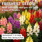 LUOJIBIE Snapdragon Seeds, 10,0000+ Tetra Mix Snapdragon Seeds for Planting (Antirrhinum Majus) Fairy Bouquet Blend, Non-GMO Heirloom Annual Flower Garden Seeds Bulk for Outdoor & Indoor