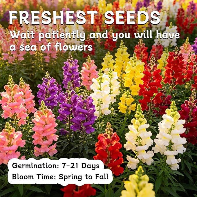 LUOJIBIE Snapdragon Seeds, 10,0000+ Tetra Mix Snapdragon Seeds for Planting (Antirrhinum Majus) Fairy Bouquet Blend, Non-GMO Heirloom Annual Flower Garden Seeds Bulk for Outdoor & Indoor