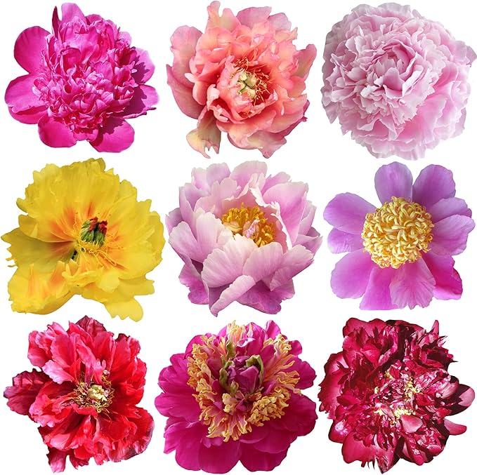 Peony Seeds - 10 Seeds - Mixed Colors, Great for Bonsai, Container or Outdoor Growing