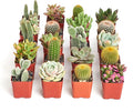 Shop Succulents Premium Live Mini Cactus and Succulent Plants in 2" Pots, Easy Care Indoor or Outdoor Gardening, Terrariums, Favors, & Contemporary Spaces with Hardy, Resilient Varieties, Pack of 64