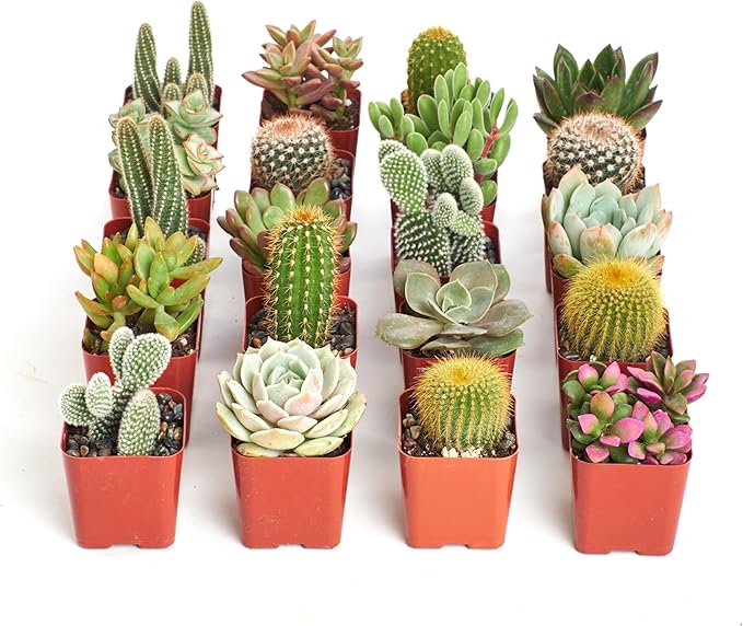 Shop Succulents Premium Live Mini Cactus and Succulent Plants in 2" Pots, Easy Care Indoor or Outdoor Gardening, Terrariums, Favors, & Contemporary Spaces with Hardy, Resilient Varieties, Pack of 64