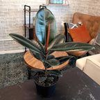 Burgundy Ficus Live Tree (Approx. 16" Tall) in 6 Inch Pot, Air Purifying Rubber Plant Decor, Easy Houseplants for Beginners by Plants for Pets