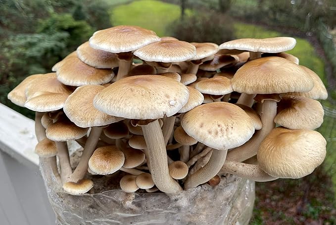 Root Mushroom Farm- Mushroom Liquid Cultures/Black Poplar or Pioppino(agrocybe aegerita)