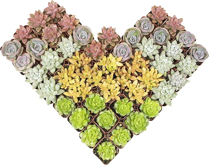 Easy to Grow Houseplants (48 Pack) Live House Plants in Plant Containers, Growers & Altman Plants, Live Succulents Plants (50 Pack), Nursery Pots Variety Pack, Bulk Succulents Plants Live Plants