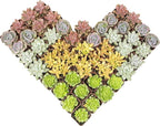 Easy to Grow Houseplants (48 Pack) Live House Plants in Plant Containers, Growers & Altman Plants, Live Succulents Plants (50 Pack), Nursery Pots Variety Pack, Bulk Succulents Plants Live Plants