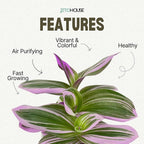 Tradescantia Bubblegum Nanouk Purple Plant - Fully Rooted Rare Houseplant for Home Office Wedding Decorations | Indoor and Outdoor - JitoHouse