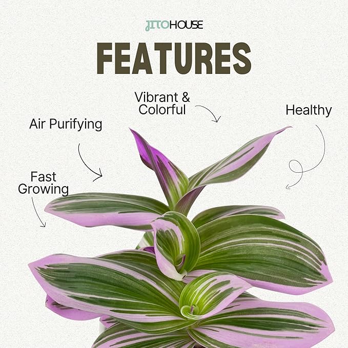 Tradescantia Bubblegum Nanouk Purple Plant - Fully Rooted Rare Houseplant for Home Office Wedding Decorations | Indoor and Outdoor - JitoHouse