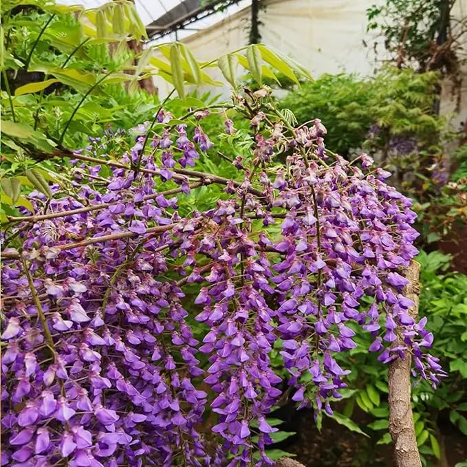 20+ Japanese Wisteria Purple Ornamental Vine Climber Seeds for Planting Home Garden Indoors or Outdoors
