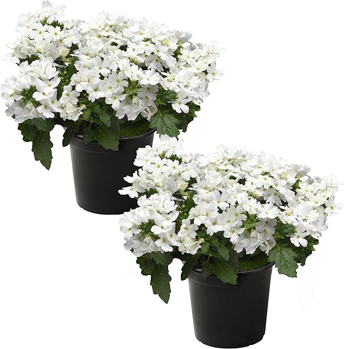 Live Flowering Verbena - White (2 Plants Per Pack) - Healthy Flowering Plant - Beautiful Spring Color - 10" Tall by 5" Wide in 1Qt Pot