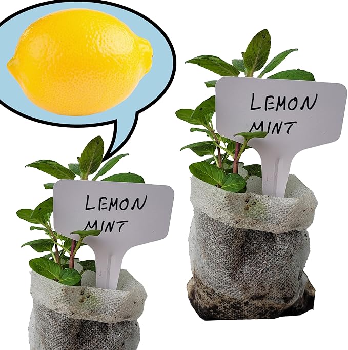Generic Lemon Mint plants. Live, Fragrant, Fresh, Edible. Easy Grow. Indoor/Outdoor. (2 lemon mint bags)