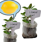 Generic Lemon Mint plants. Live, Fragrant, Fresh, Edible. Easy Grow. Indoor/Outdoor. (2 lemon mint bags)