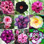 20 Adenium obesum Seeds – Mixed Color Desert Rose, Exotic Succulent Flowering Bonsai Plant, Tropical Rose, Non-GMO Heirloom Seeds for Planting