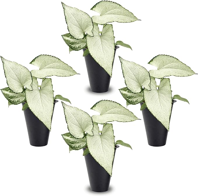 Syngonium Holly M (4 Pack) Live Starter Plants, Variegated Arrowhead Vine Houseplants, Easy Care Indoor Tropical Plants Live, Decorative Foliage Plants