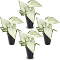 Syngonium Holly M (4 Pack) Live Starter Plants, Variegated Arrowhead Vine Houseplants, Easy Care Indoor Tropical Plants Live, Decorative Foliage Plants