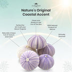 Nautical Crush Trading Sea Urchins Shells for Air Plants - 5 Purple (1.5-2.5") Sea Urchin Shells - Hanging Air Plant Holder - Air Plants Live Holders - Air Plant Pot - No Plants Included