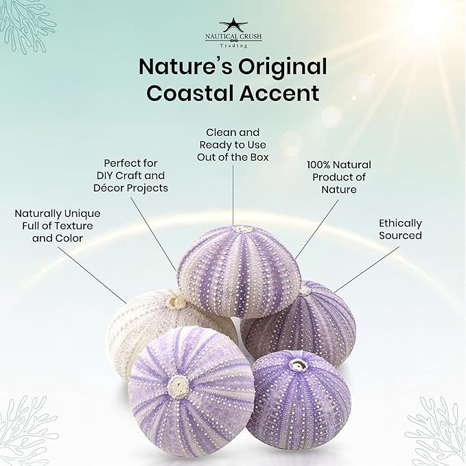Nautical Crush Trading Sea Urchins Shells for Air Plants - 5 Purple (1.5-2.5") Sea Urchin Shells - Hanging Air Plant Holder - Air Plants Live Holders - Air Plant Pot - No Plants Included