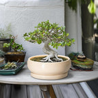 Bonsai Pots - 10 Inch Ceramic Succulent Planters Indoor Outdoor, Bonsai Planters with Drainage Hole and Saucer, Round Shallow Planter, Bowl Planter, House Decor, Gifts for Plant Lover, Beige