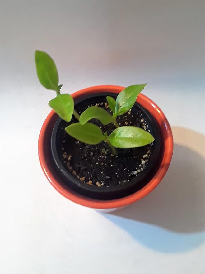 Malabar Spinach Starter Plant with 3 seedlings Basella Alba (Green stem) Non-GMO