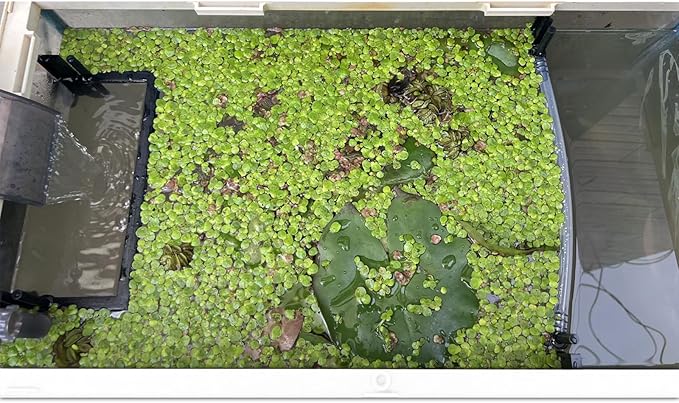 HOZOE Floating Plant Fence for Aquarium, Separates Floating Plants, Automatically Adjusts Height with Water Level, Suitable for All Floating Plants and Most Aquariums.