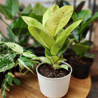 Ficus Shivereana 'Moonshine', Rare Rubber Trees, Unique Live Houseplant Decor in 6" White Pot, Easy Gift, Variegated Live Ficus Houseplants, Office & Decorative Plants by Plants for Pets