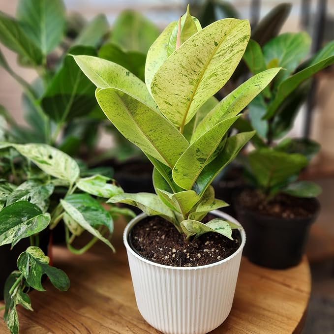Ficus Shivereana 'Moonshine', Rare Rubber Trees, Unique Live Houseplant Decor in 6" White Pot, Easy Gift, Variegated Live Ficus Houseplants, Office & Decorative Plants by Plants for Pets