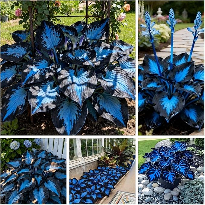 Indoor or Outdoor Hosta for Planting Magical Hardy Balcony Rare Species Ornamental Value - 4 Bulbs C (6)