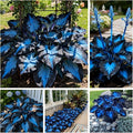 Indoor or Outdoor Hosta for Planting Magical Hardy Balcony Rare Species Ornamental Value - 4 Bulbs C (8)