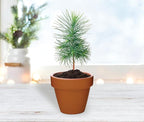 BUZZY Seeds Holiday Mini Spruce Kit 12-Pack – Terracotta Pots with Bear, Penguin, and Snowman Designs, All-in-One Tree Seed Starter Set, Stocking Stuffer, Party Favor