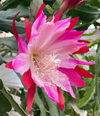 Epiphyllum 'Wild Thing' Fully-Rooted Starter Pot - Orchid Cactus Hybrid - Indoor Outdoor Plant - Central America Origin - No Shipping to California or Arizona