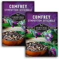 Comfrey Seeds for Planting - Symphytum Officinale Medicinal Perennial Herb for Compost Tea & Natural Skincare - True Slippery Root Non-GMO Heirloom - Survival Garden Seeds (2 Pack)