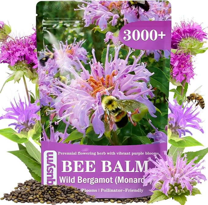 3000+ Bee Balm Seeds for Planting - Wild Bergamot, Bee Balm Perennial Open Pollinated, Monarda fistulosa Wildflower Seeds for Outdoor Garden Borders & Native Beds