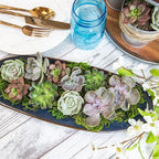 Live Succulents Plants Bulk Plant Tray (50 Pack), Indoor Houseplants, in Cactus and Succulent Soil Mix, Kit Gifts by for Pets, Black