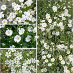 Seed Needs White Baby's Breath Seeds for Planting - Heirloom & Open Pollinated Annual Flowers - Perfect for a Butterfly Garden, Bouquets & Floral Arrangements (5 Packs)